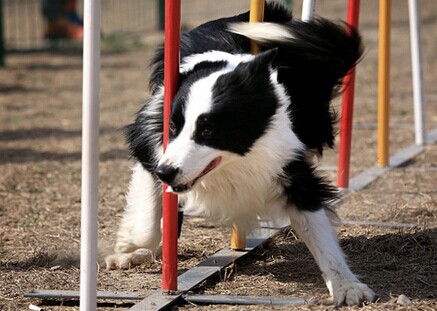 优活宠物乐园加盟流程