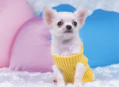 巴米哥宠物店加盟支持