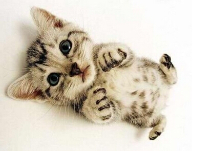 巴米哥宠物店加盟最低费用