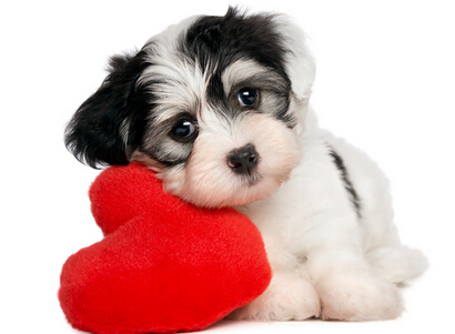 贵宾之家加盟费