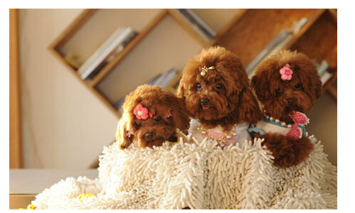 宠物宝宝代理费