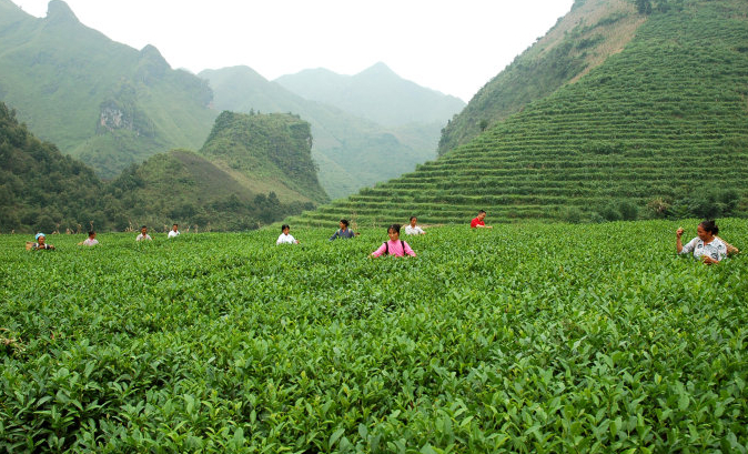 世界茶园加盟费