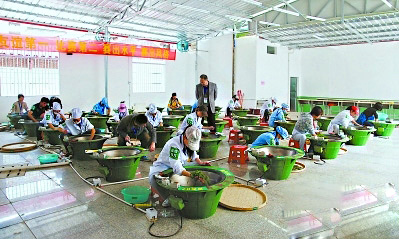 安溪茶校技术培训加盟