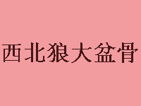 西北狼大盆骨