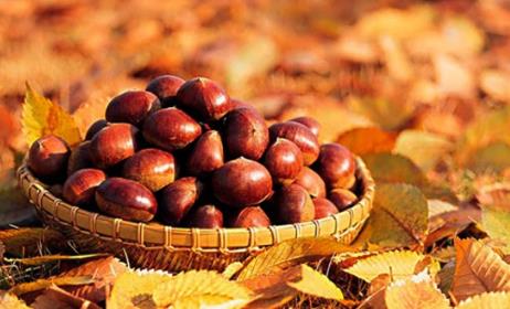 小有天栗栗香加盟