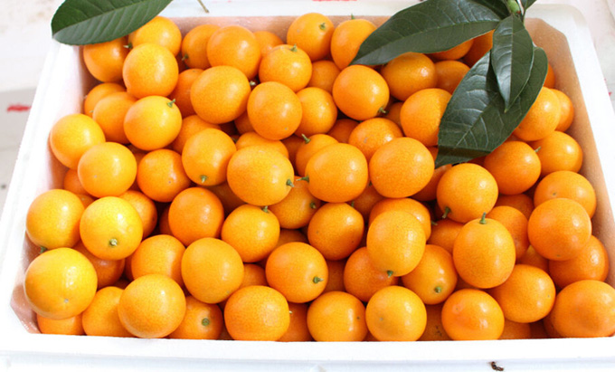 百家欣水果加盟