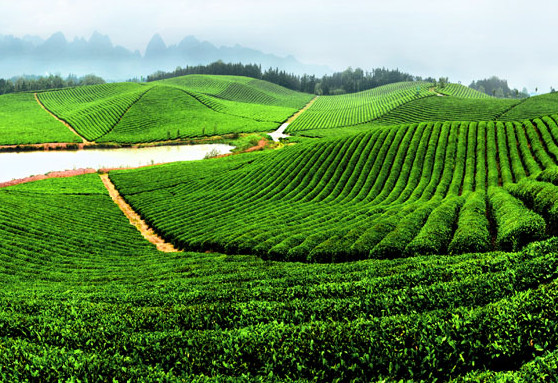 蓝天茗茶加盟店