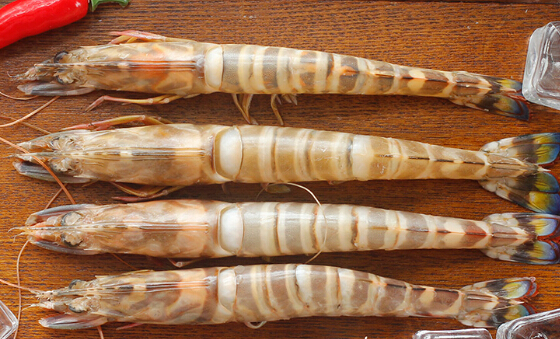 八千米深海鱼加盟