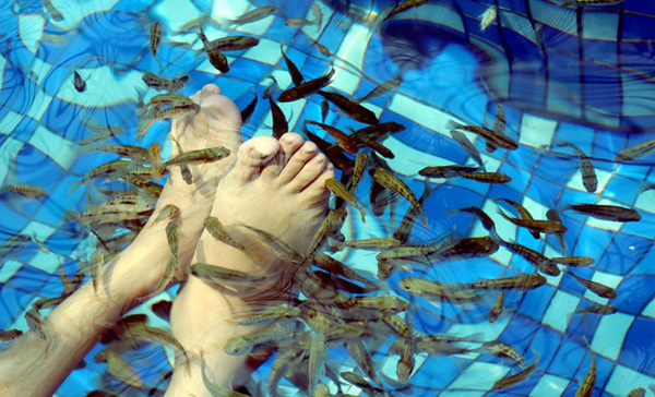 艾尚鱼鱼疗馆加盟