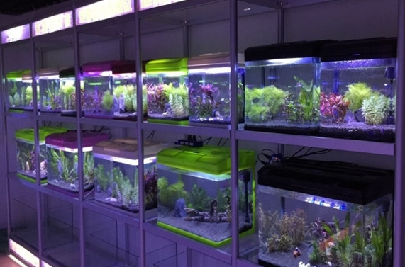 爱喜豆水族加盟