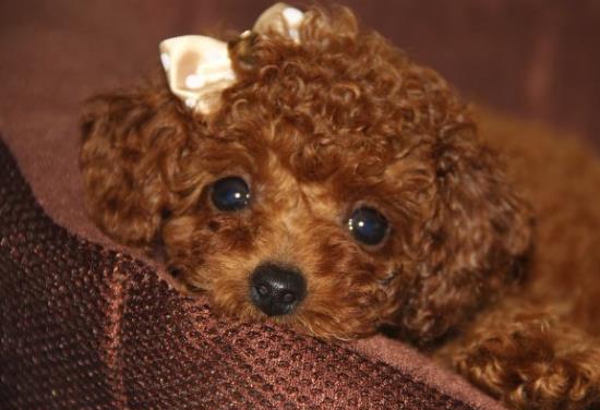 古灵精怪宠物店加盟