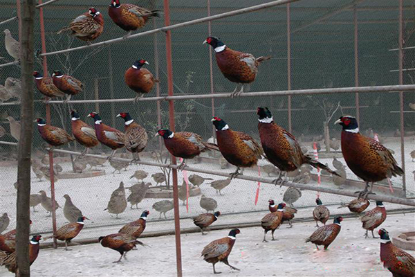 山鸡养殖加盟
