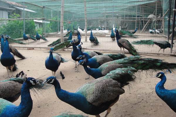 孔雀养殖加盟