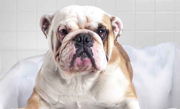 宠物狗养殖加盟店