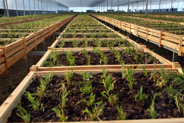 铁皮石斛种植加盟店