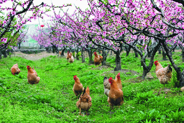 土鸡养殖加盟费