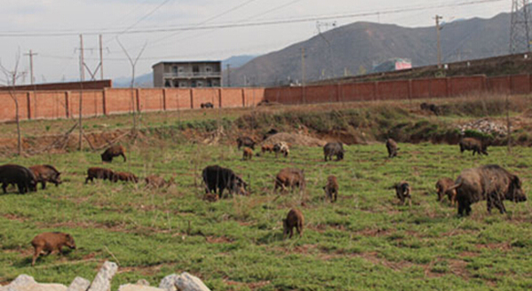 野猪养殖加盟店