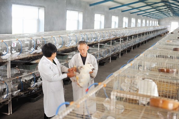 兔子养殖加盟