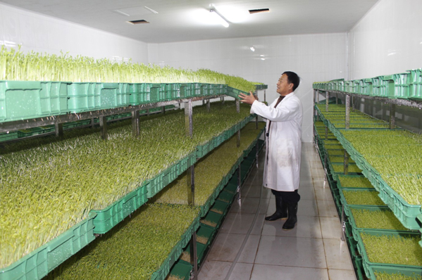 绿国鑫源芽苗菜加盟