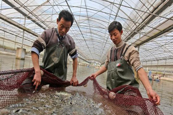 河豚养殖加盟店