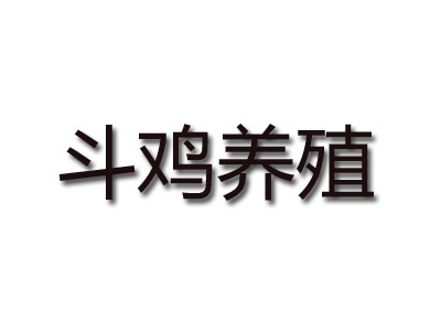 斗鸡养殖