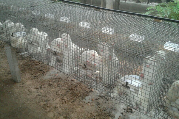 水貂养殖加盟店