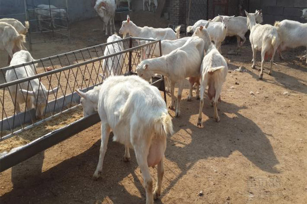 奶山羊养殖加盟