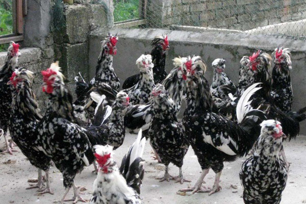 贵妃鸡养殖加盟