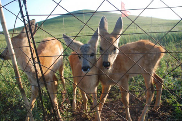 狍子养殖加盟门店