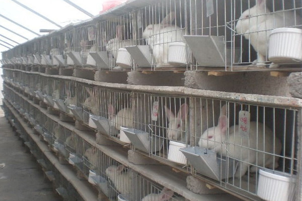 长毛兔养殖加盟