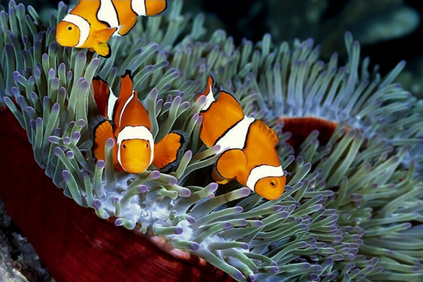 小丑鱼养殖加盟