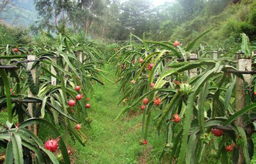 火龙果种植加盟