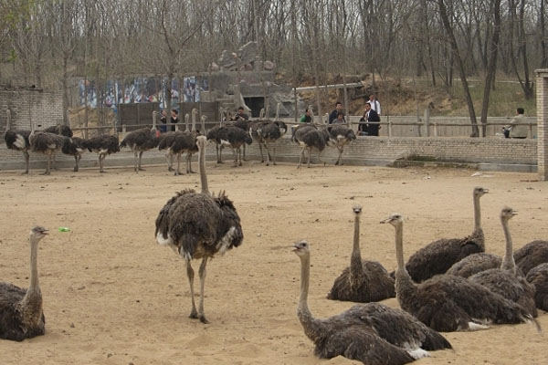 鸵鸟养殖加盟