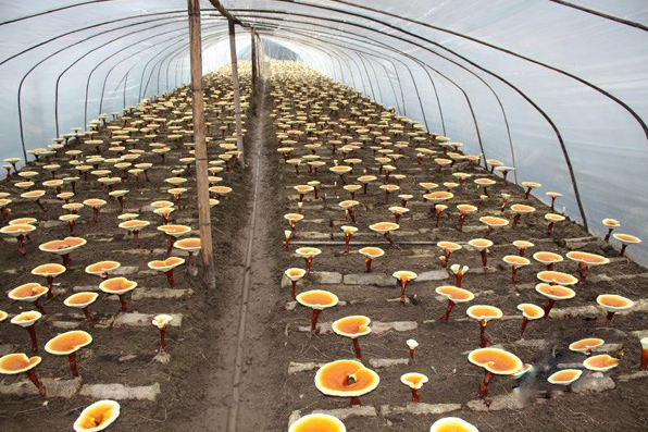 灵芝种植加盟店