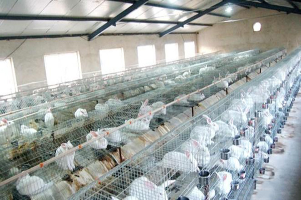 獭兔养殖加盟费