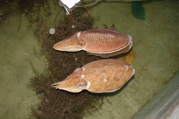 金乌贼养殖加盟费