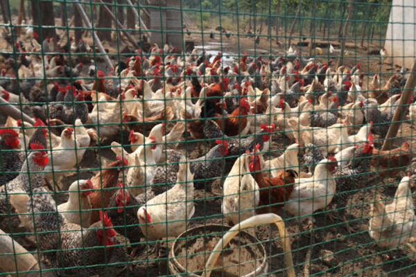 芦花鸡养殖加盟