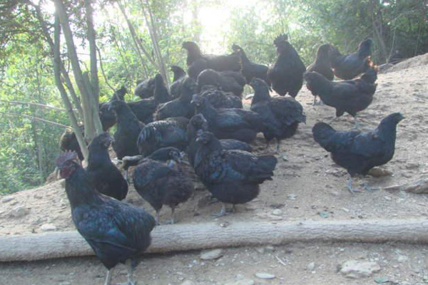 略阳乌鸡养殖加盟