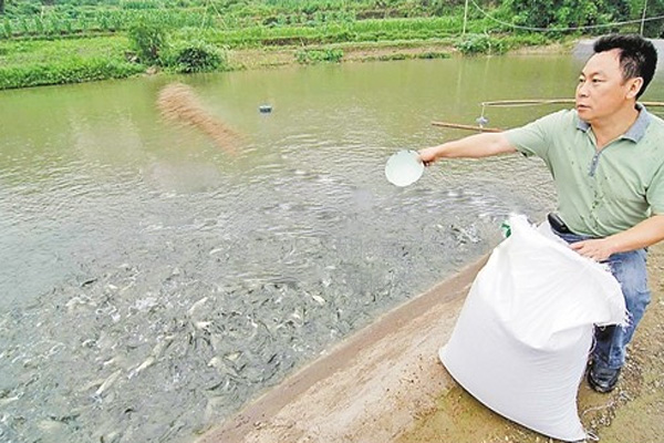 鲶鱼养殖加盟