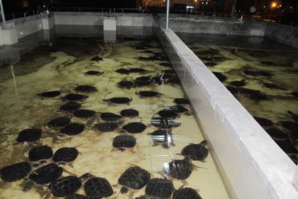 鳄鱼龟养殖加盟