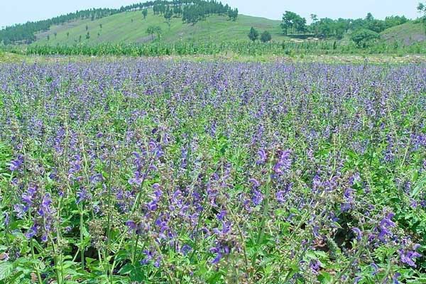黄芩种植加盟费