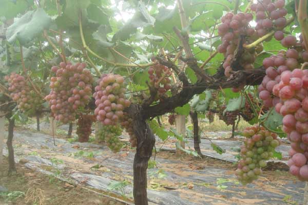 葡萄种植加盟
