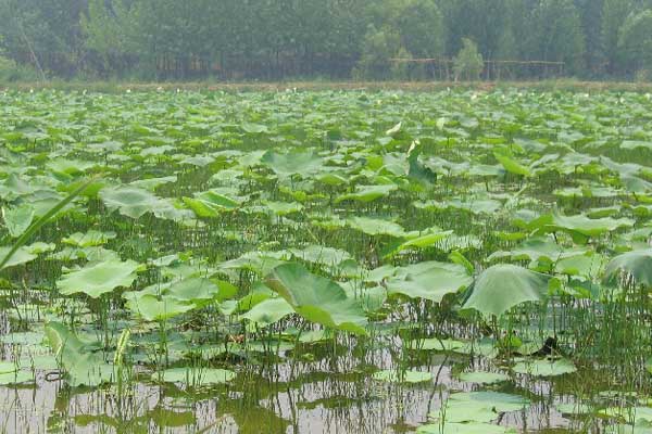 莲藕种植加盟