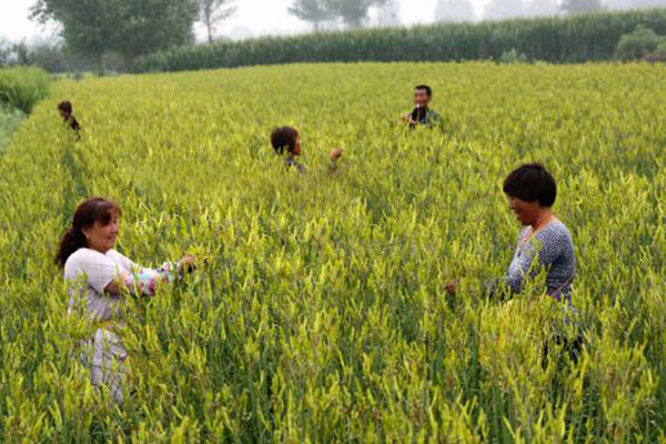 黄花菜种植加盟
