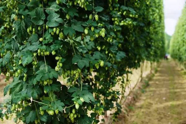 啤酒花种植加盟
