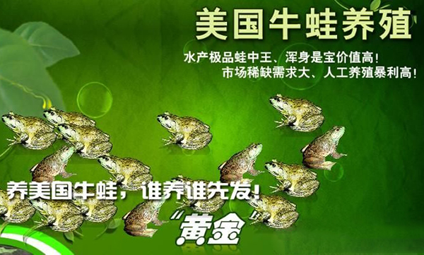 美国青蛙养殖加盟