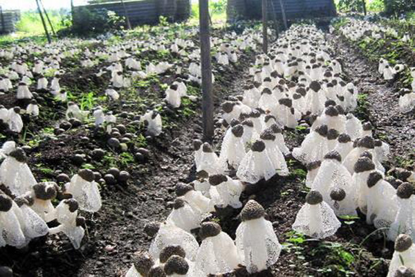 竹荪种植加盟费