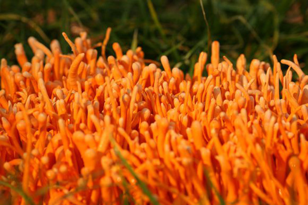 北虫草种植加盟