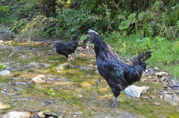 略阳乌鸡养殖加盟