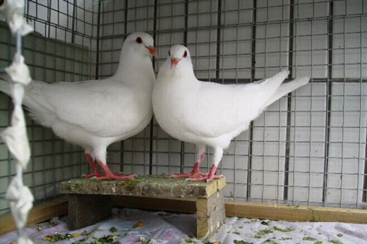 白羽王种鸽养殖加盟